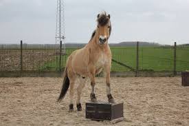 Op het blok staan